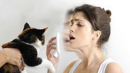 Cum se manifestă alergia la părul de animale?