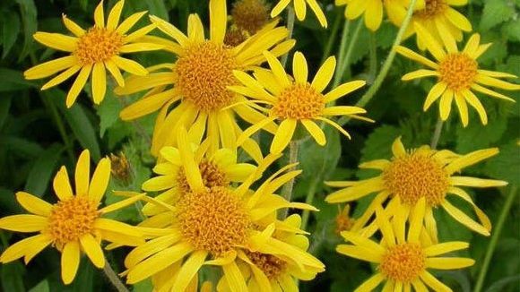 Arnica, o plantă minune pentru organism