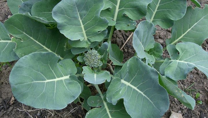 Aceasta este cea mai sănătoasă legumă. Previne cancerul şi bolile cardiovasculare