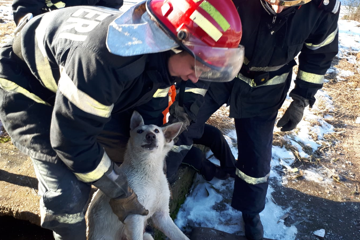 Câine salvat de la moarte de pompierii din Timișoara. VIDEO