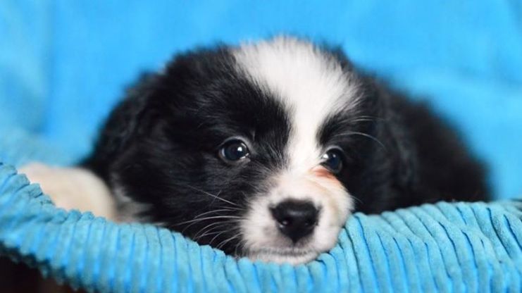 Se caută nume pentru cel mai tânăr câine salvamontist