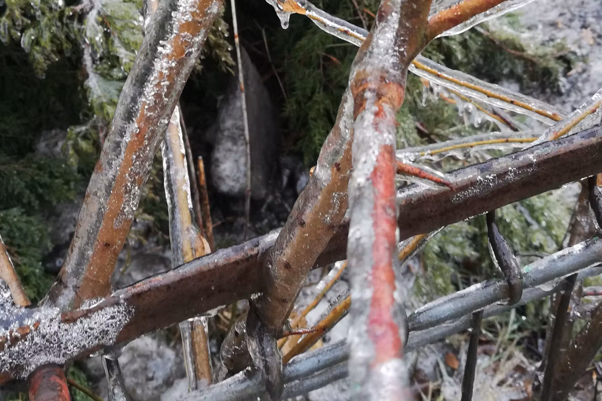 O femeie a fost rănită grav după ce un copac s-a prăbuşit peste ea