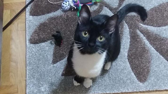 Ce fac toți iubitorii de pisici în SECRET. E destul de ciudat, dar nu se pot abține!