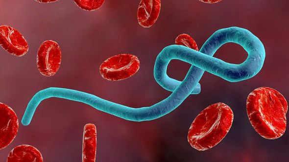Alertă! Posibilitatea ca Ebola să fi ajuns în Europa, extrem de mare 