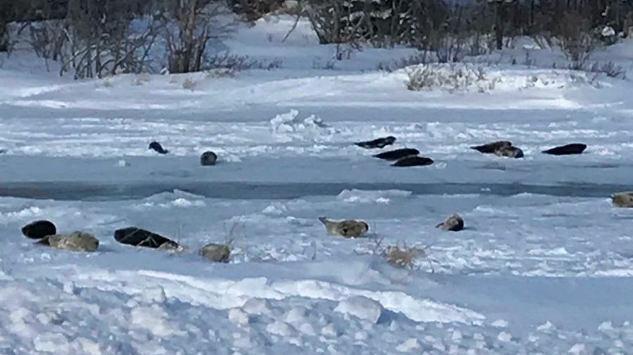 Alertă maximă! Fenomenul bizar care a șocat planeta 