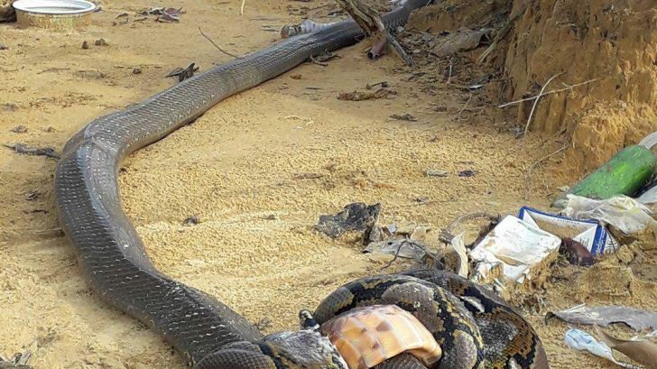 O cobră regală încearcă să ucidă un piton. Imagine de coșmar: cum s-a terminat războiul monștrilor