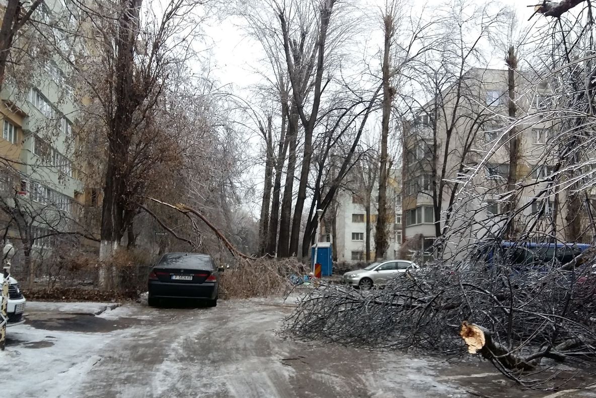 Cine plătește pentru mașinile distruse de copacii căzuți? Sfaturi juridice