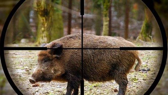 Satu Mare: Pădurar ucis de un porc mistreţ