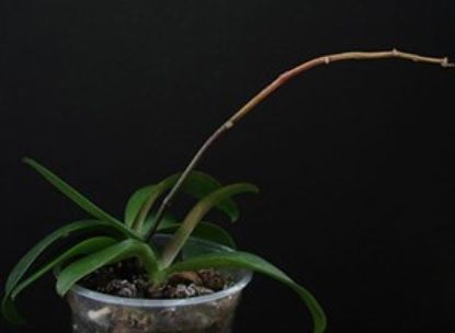 Ce trebuie să faci cu tija de la orhidee după ce au căzut toate florile: o tai sau o păstrezi?