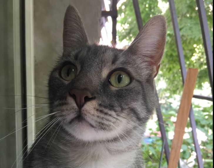 Pisica, detector al sănătăţii mintale