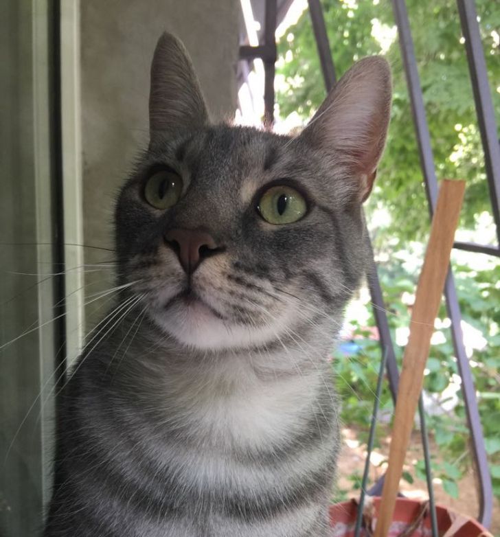 Ce nu știai că poate face o pisică. E pur și simplu UIMITOR