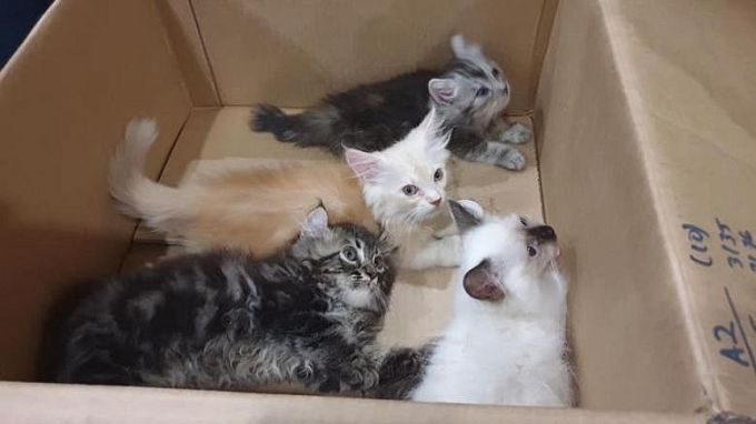 Ce zodie este pisica ta. Cele 12 tipuri de comportament felin