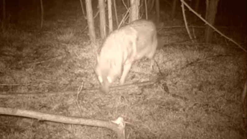 Apariția incredibilă în pădurile din Caraș-Severin. VIDEO
