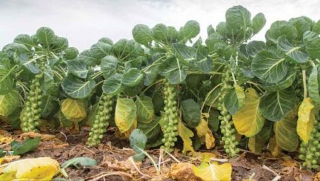 Această legume distruge cancerul. Din păcate, românii nu prea o agreează