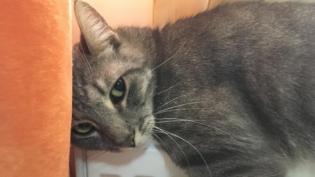 De ce e bine să ai o pisică? 