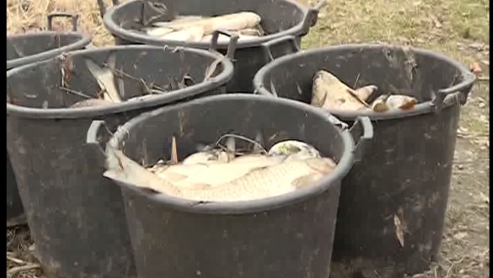 Dezastru ecologic pe lacurile de lângă Capitală: sunt tone de pești morți