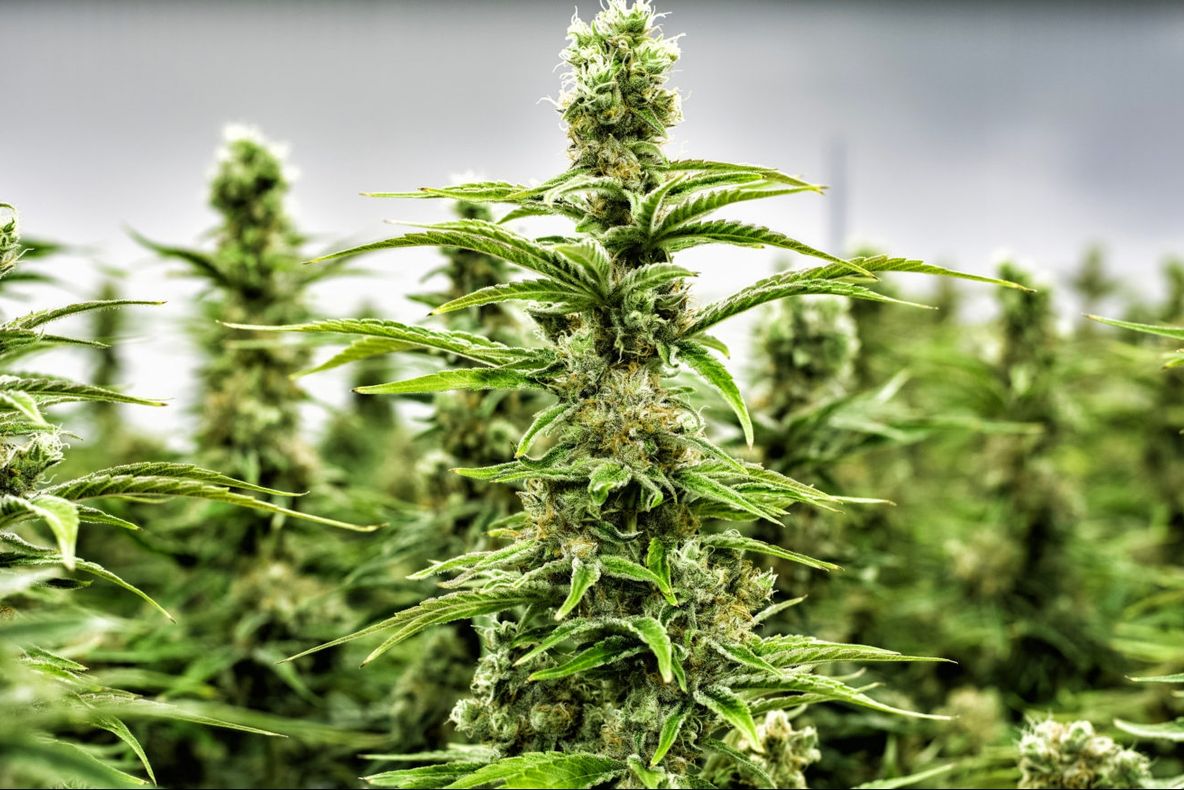 Canabisul, legalizat în scop terapeutic