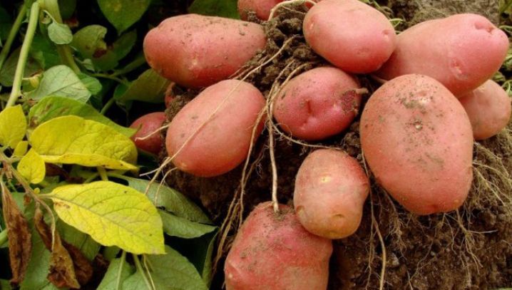 Este sau nu periculos să mâncăm cartofi încolțiți