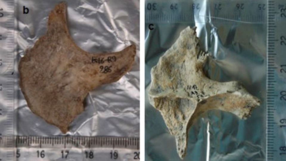 Descoperire macabră a arheologilor: celţii foloseau capete umane drept trofee