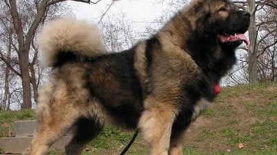 Un ciobănesc a atacat un copil de 7 ani și pe bunica acestuia