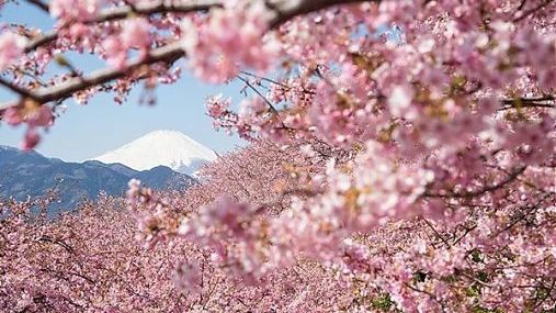 Predicţia înfloririi cireşilor, un moment tulburător și extrem de așteptat