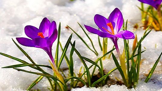 Cât mai durează vremea de primăvară. Meteorologii anunță schimbări dramatice. Prognoza pe o lună