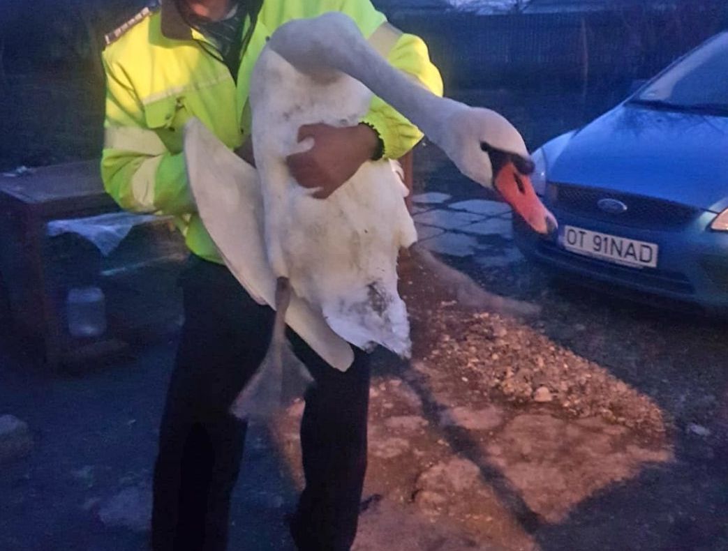 Poliţist cu suflet mare, a salvat o lebădă de la moarte