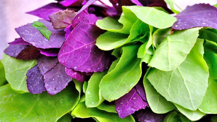 Loboda are de două ori mai multă vitamina C decât lămâia şi spanacul