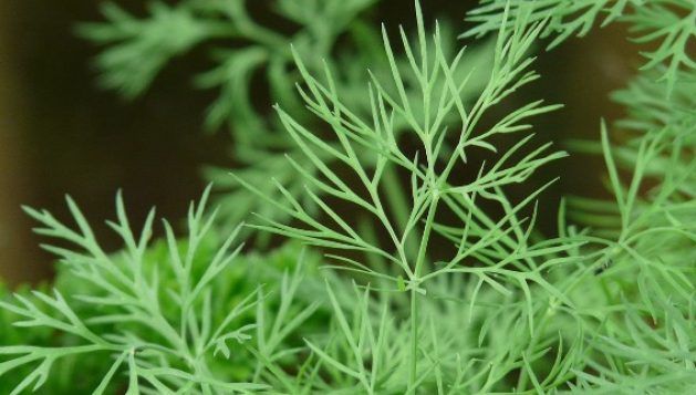 Mărarul. Tu știi câte beneficii are asupra ta? 