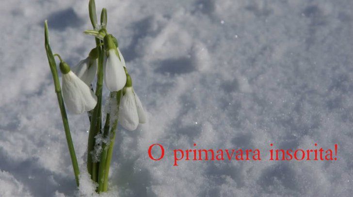 MĂRȚIȘOR 2019. Prima zi de primăvară este sărbătorită de Google! Cum arată doodle mărțișor