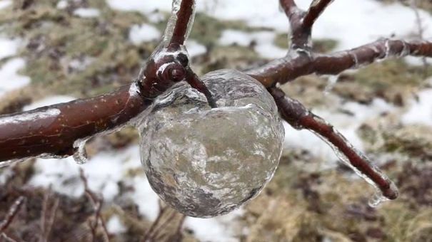 Fenomen meteo rar. „Mere fantomă”, găsite într-o livadă 
