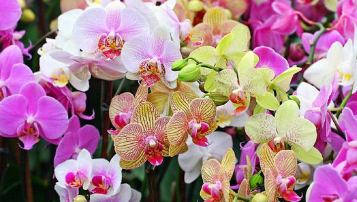 Cum să îngrijești orhideea. Trucul extrem de simplu care o face să înflorească tot anul 