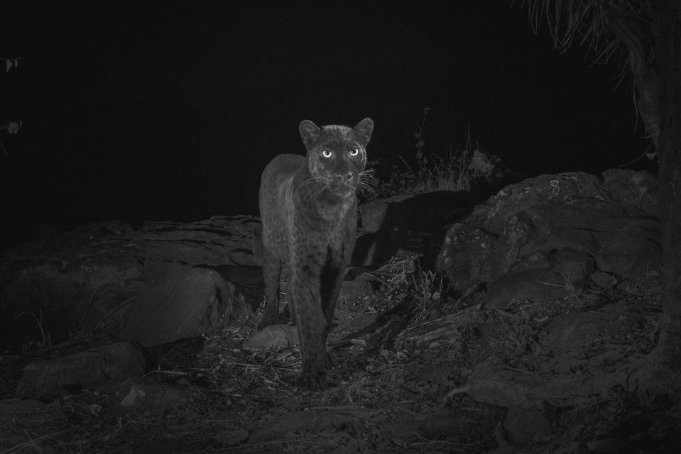 Pantera neagră, fotografii unice. Premieră la 100 de ani
