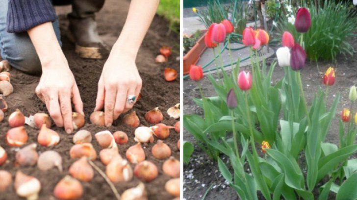 Plantarea lalelelor. Sfaturi ca toți bulbii să dea flori