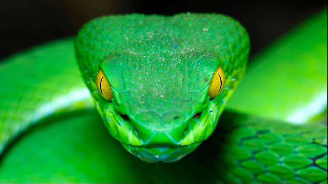 După ce a fost mușcat de un șarpe veninos, bărbatul și-a mușcat soția ca să moară împreună. Dar...