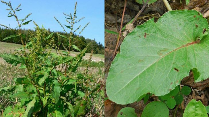 Planta uitată de români. Este "aur" pentru sânge şi ficat