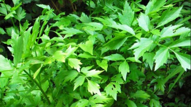 De ce este bine să pui leuştean în ciorbă? Efectele sale terapeutice sunt miraculoase