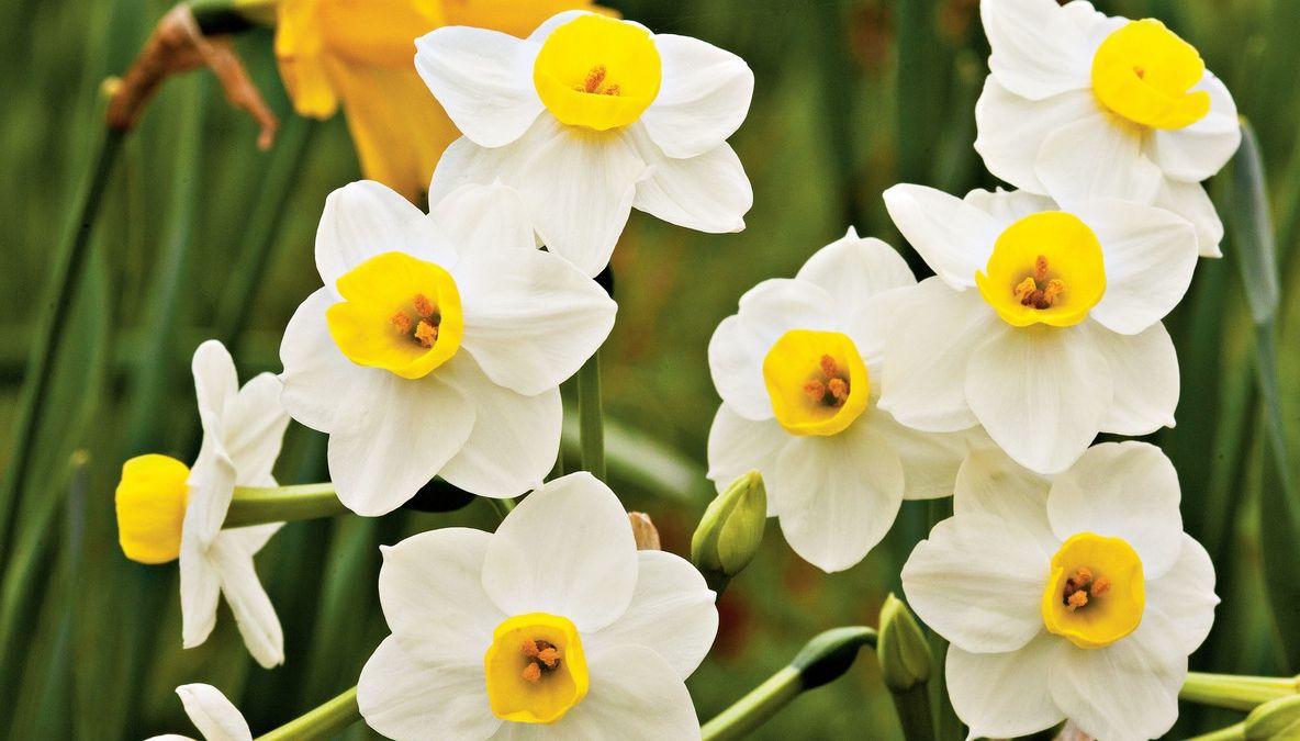 8 Martie. Semnificaţia buchetelor de care se bucură fiecare femeie