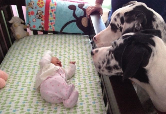 Şi-au lăsat copilul singur cu câinii. Când s-au întors, părinţii au găsit...