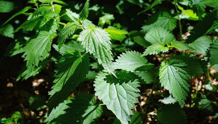 Ceaiul de urzică, leac cu puteri nebănuite