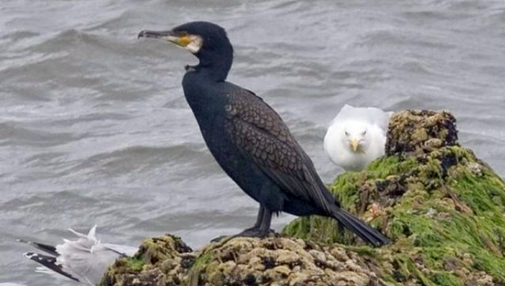 Petre Daea lovește din nou:"Îmi vine să sar îmbrăcat în apă după cormorani"