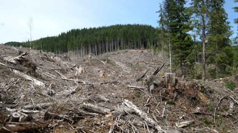 "Scutul pădurii" - paradisul defrișărilor ilegale !