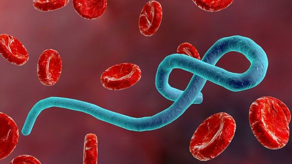 Descoperire importantă! Ebola ar putea fi prevenită sau chiar eradicată 