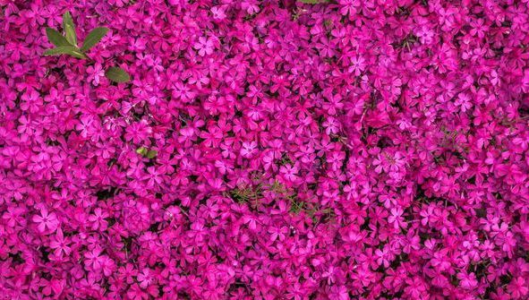 Echinocțiul de primăvară: Acestea sunt cele mai afectate zodii