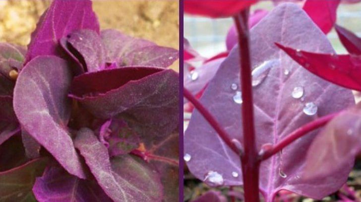 Cum se consumă, de fapt, loboda. Puţini ştiu asta!