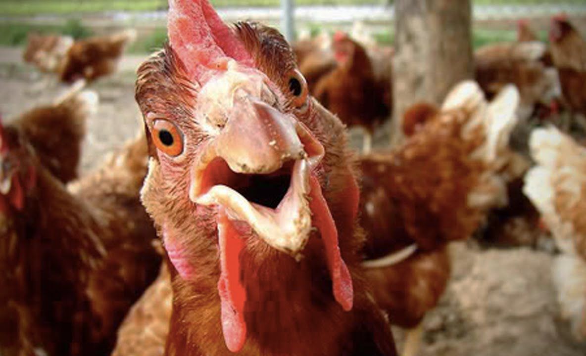 Focar de salmonella în 15 țări UE. Sunt peste 300 de cazuri și un deces. Sursa n-ar fi departe de România