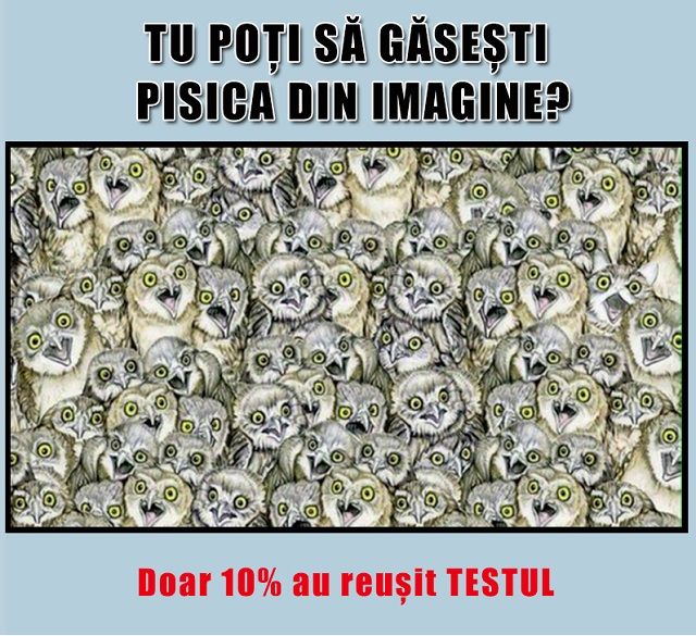 Găsește pisica! Această imagine s-a viralizat pe Facebook