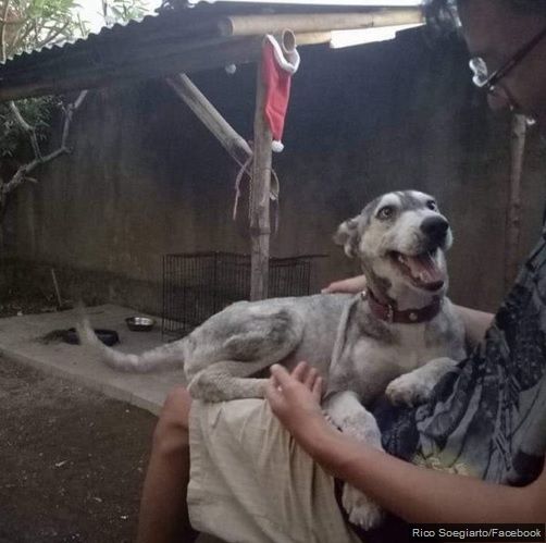 Poliția animalelor, oamenii legii au dreptul să intre în locuințele celor care maltratează animale