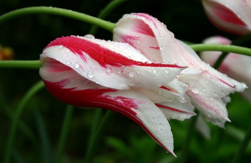 Vremea, răcire accentuată. De când revin frigul și ploile: prognoza pe două săptămâni