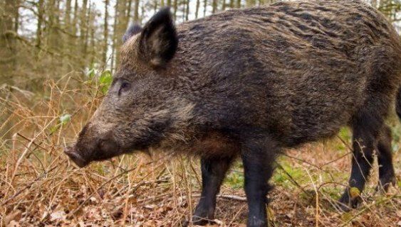 Al șaptelea caz de pestă porcină la mistreții din județul Buzău